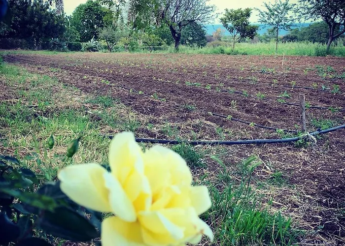 Fattoria Pozzitello *